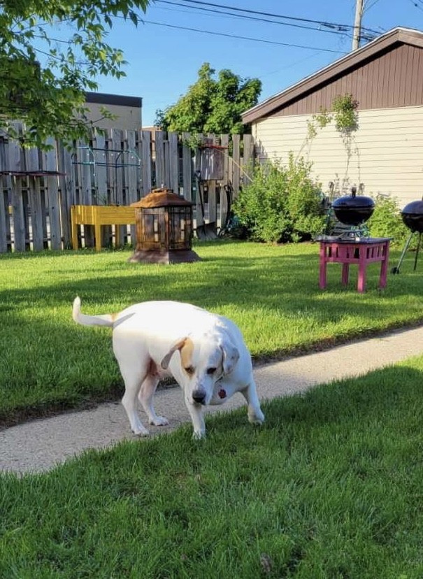 Enlarge Buddy AKA Boogie, a Adoptable mixed breed in Milwaukee, WI image 9/12