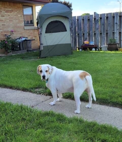 Enlarge Buddy AKA Boogie, a Adoptable mixed breed in Milwaukee, WI image 11/12