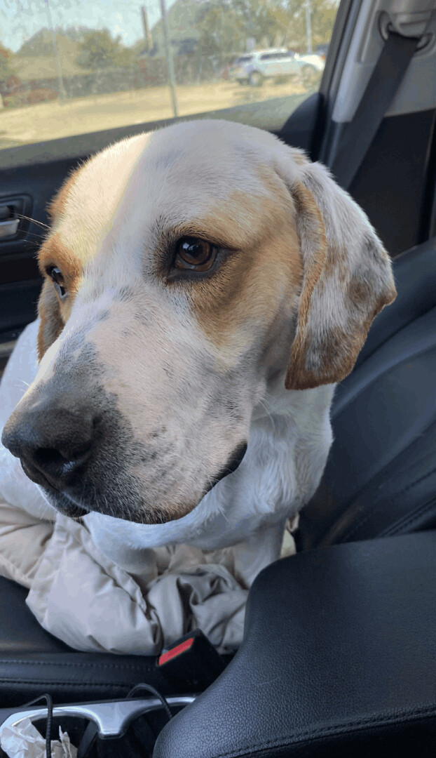 Enlarge Buddy AKA Boogie, a Adoptable mixed breed in Milwaukee, WI image 8/12