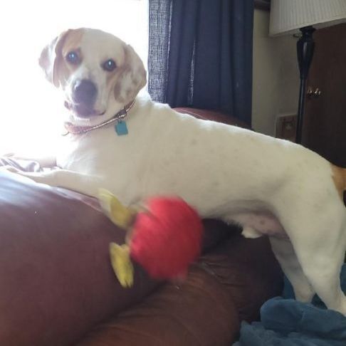 Enlarge Buddy AKA Boogie, a Adoptable mixed breed in Milwaukee, WI image 10/12