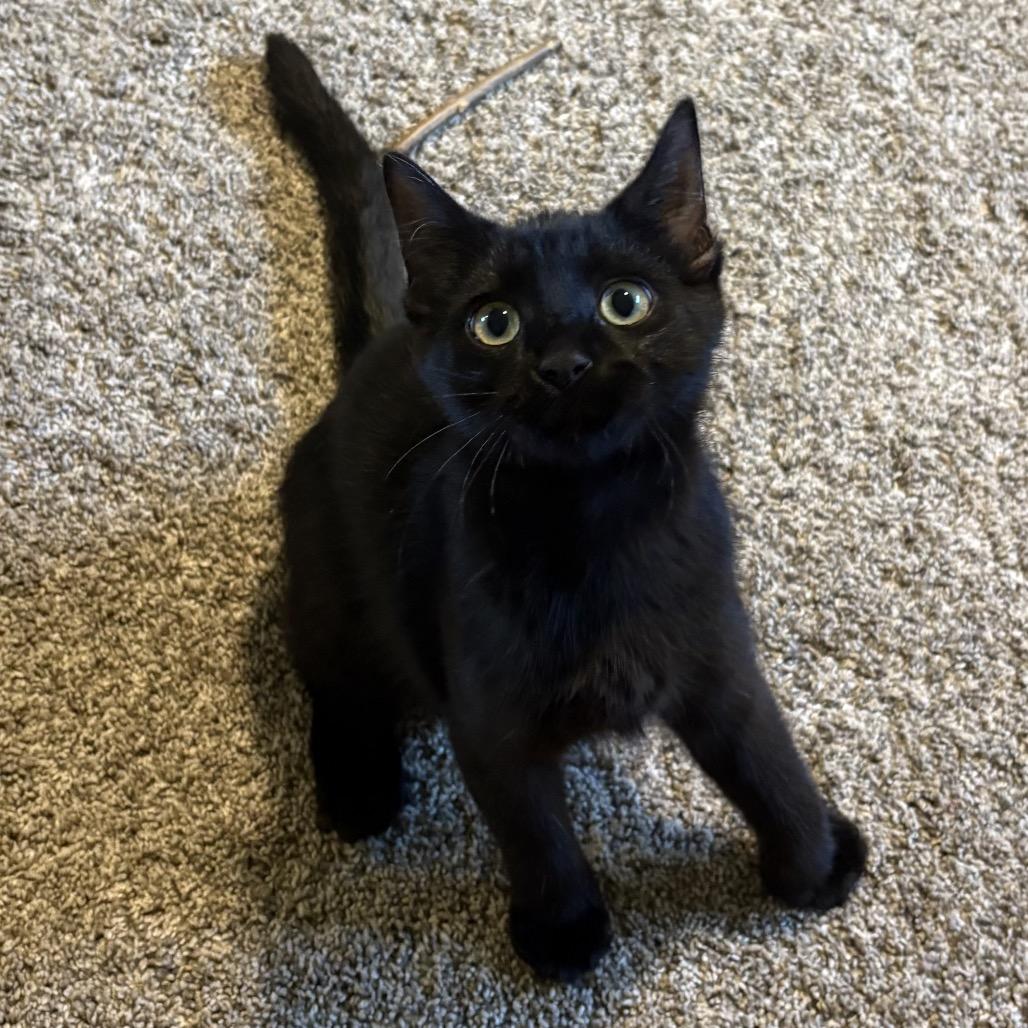 Maple Tree, Adoptable, Kitten Female Domestic Short Hair.