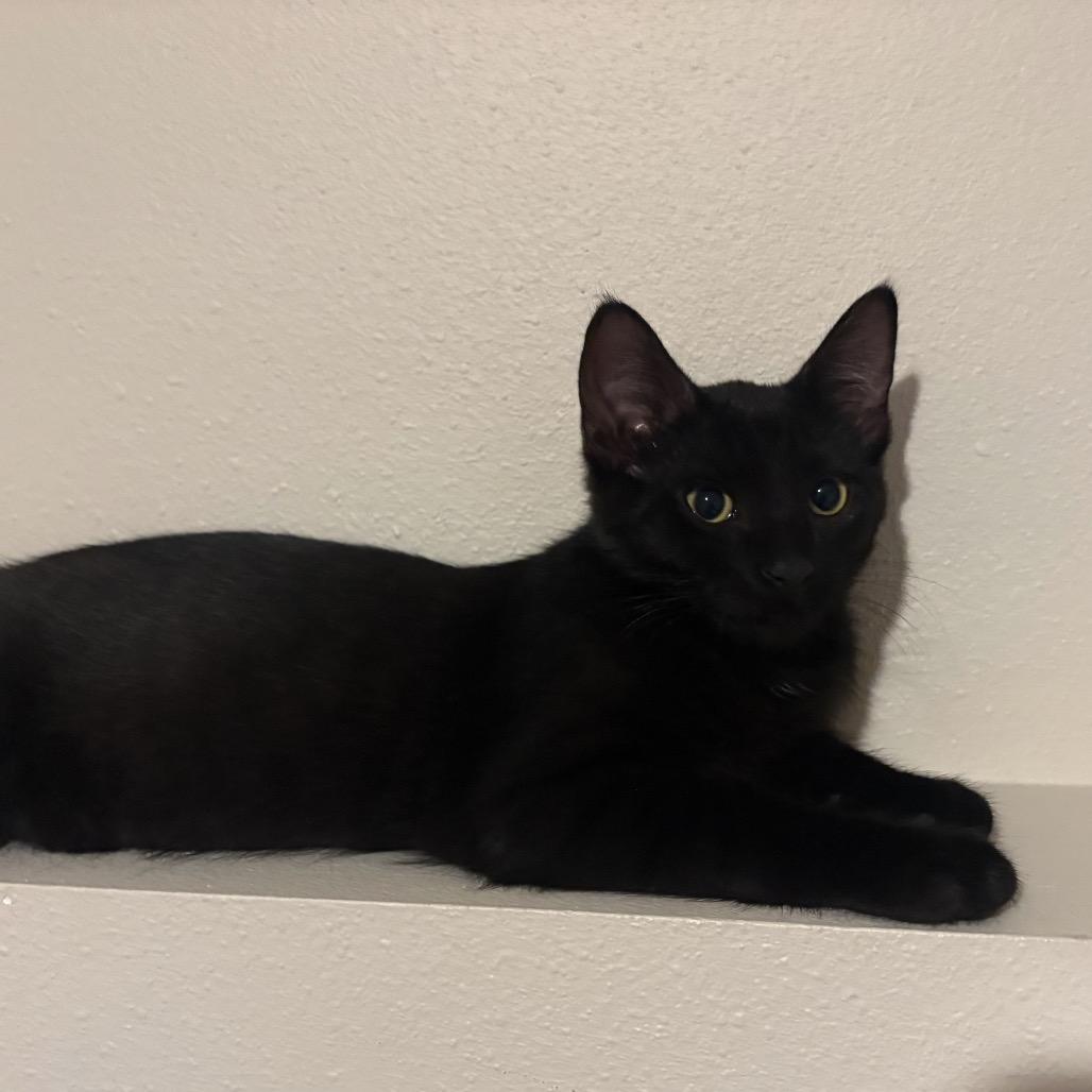 Maple Tree, a Adoptable Domestic Short Hair in Mondovi, WI image 2/4