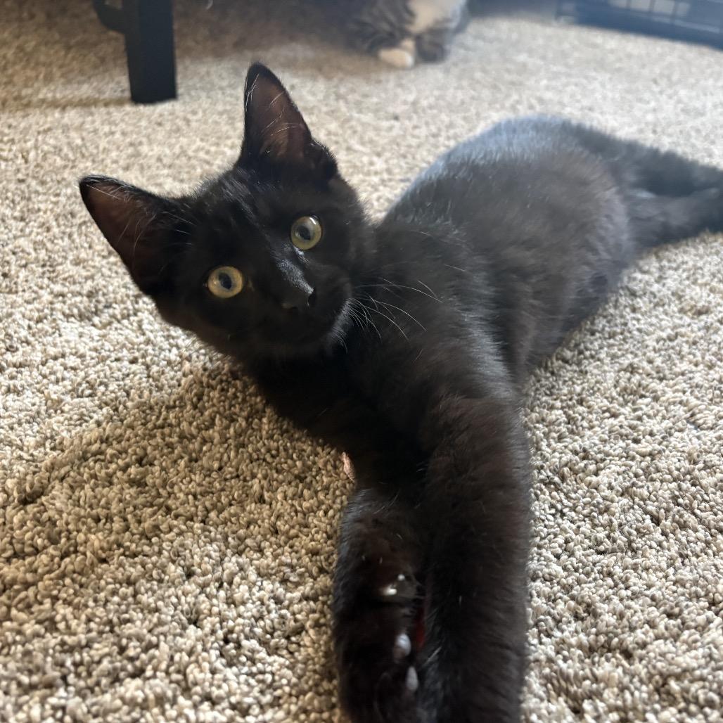 Maple Tree, a Adoptable Domestic Short Hair in Mondovi, WI image 3/4