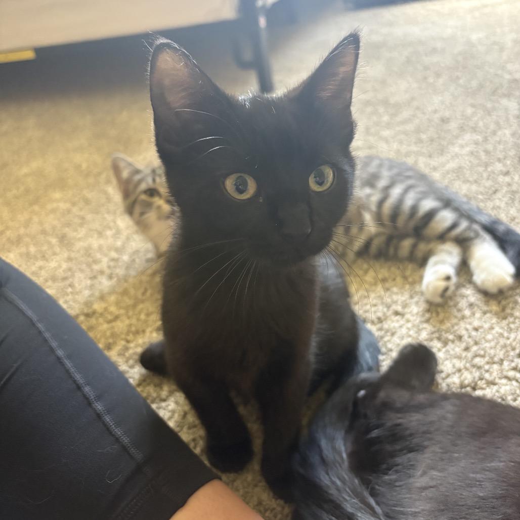 Maple Tree, a Adoptable Domestic Short Hair in Mondovi, WI image 4/4
