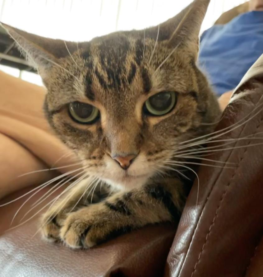 Enlarge Bright Eyes, a Adopted Domestic Short Hair in Naples, FL image 1/2