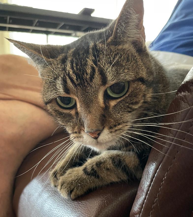 Enlarge Bright Eyes, a Adopted Domestic Short Hair in Naples, FL image 2/2