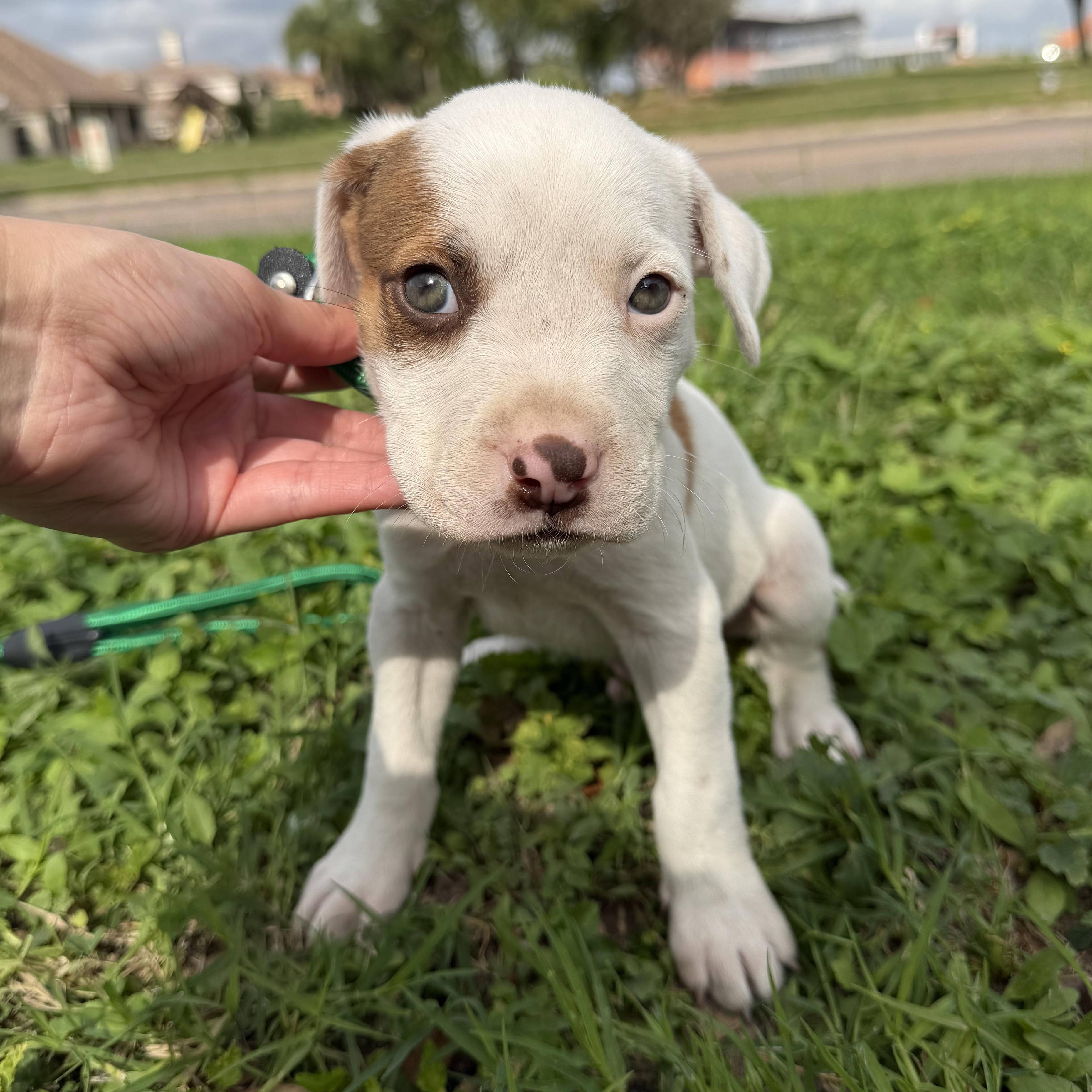 Mercury, an adopted mixed breed in Scarsdale, NY image 1/3