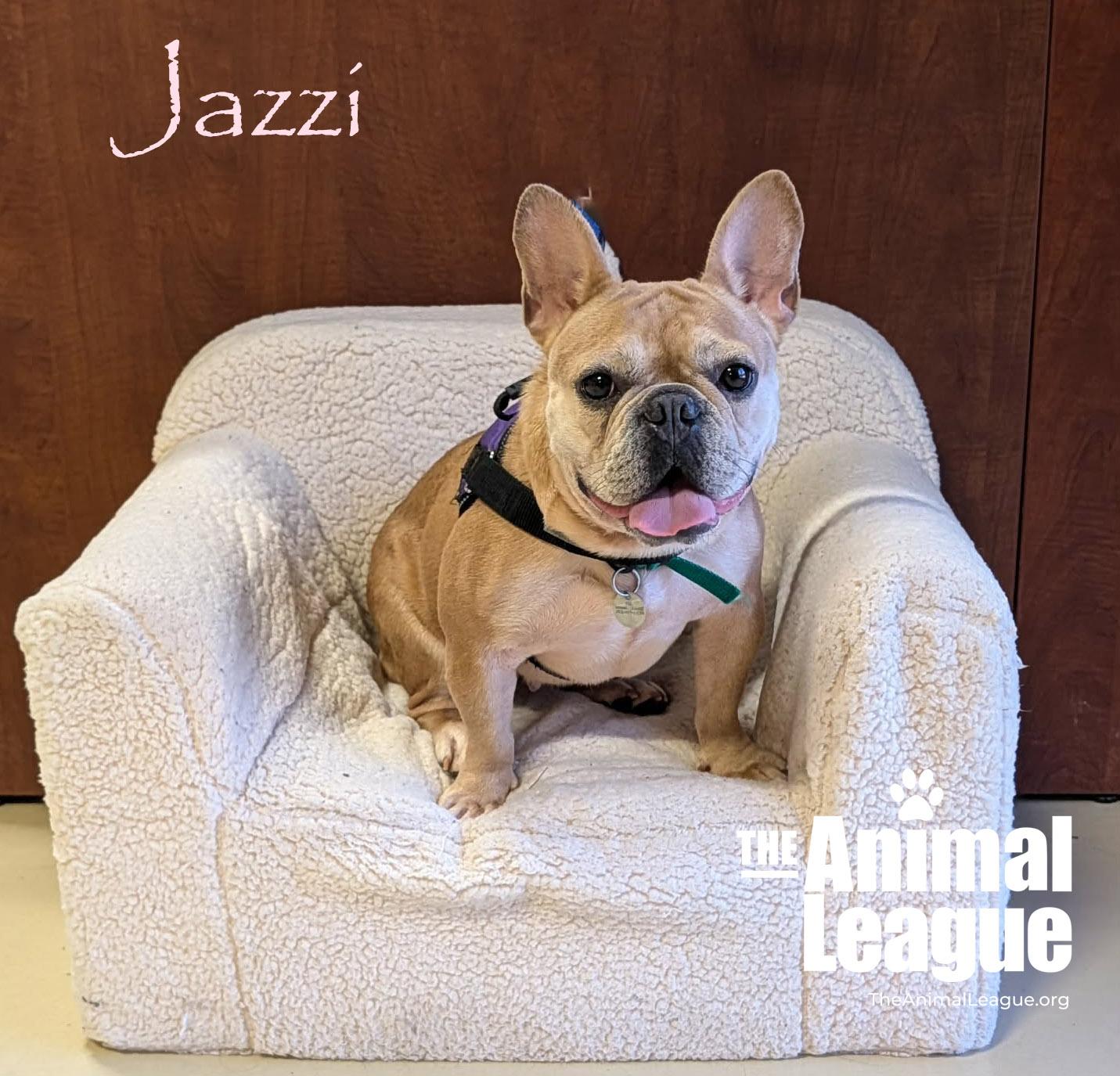 Enlarge Jazzi, an adopted French Bulldog in Groveland, FL image 4/4