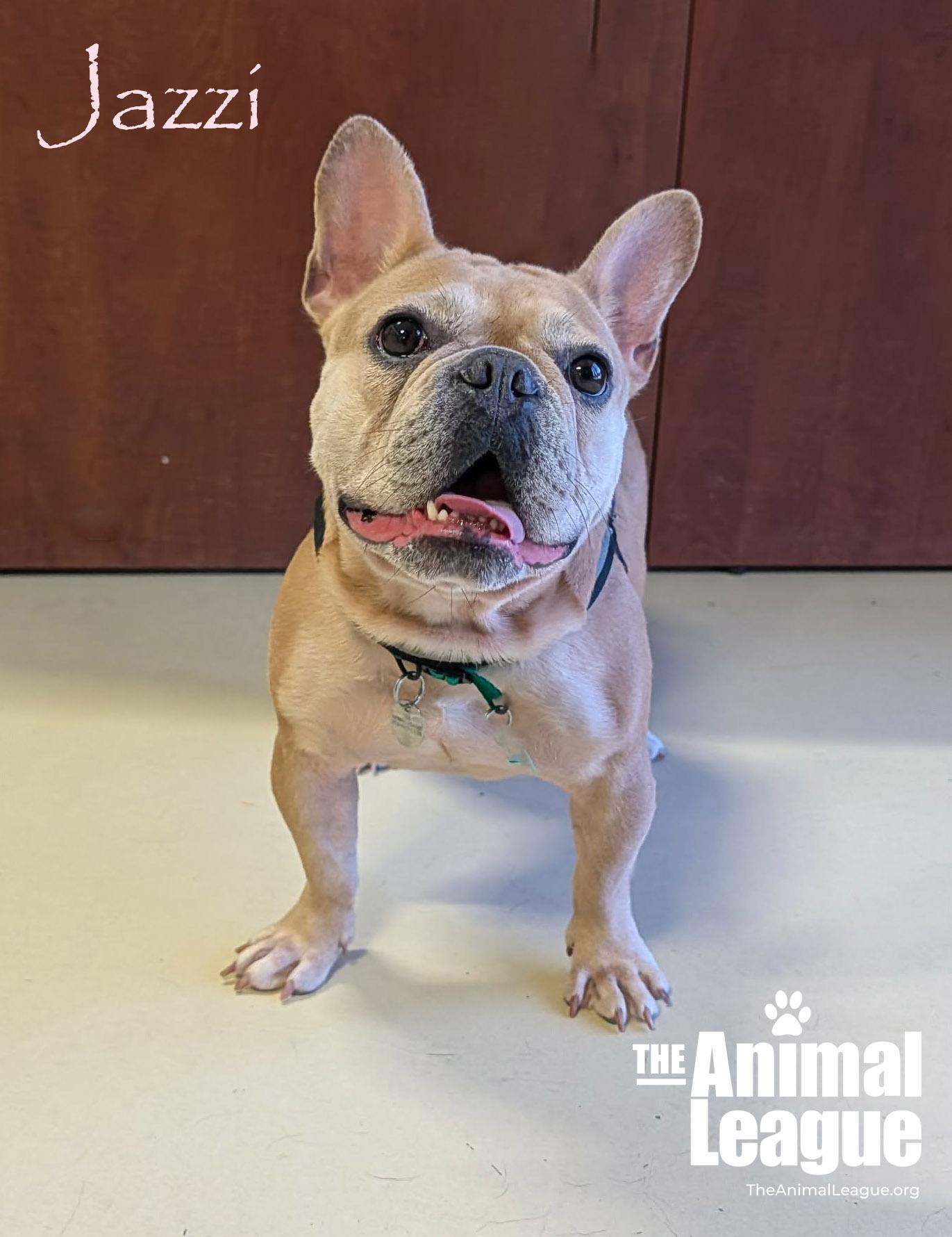 Enlarge Jazzi, an adopted French Bulldog in Groveland, FL image 1/4