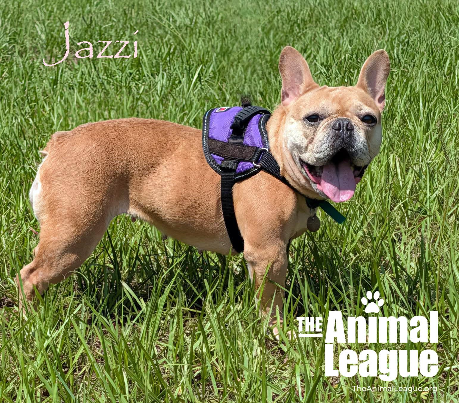 Enlarge Jazzi, an adopted French Bulldog in Groveland, FL image 3/4