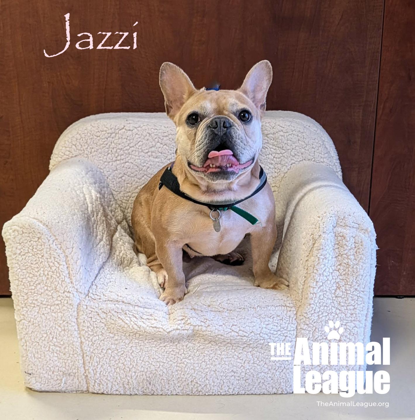 Enlarge Jazzi, an adopted French Bulldog in Groveland, FL image 2/4
