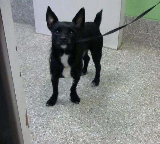 Andes ~, a Adoptable Terrier in Columbia, TN image 1/3