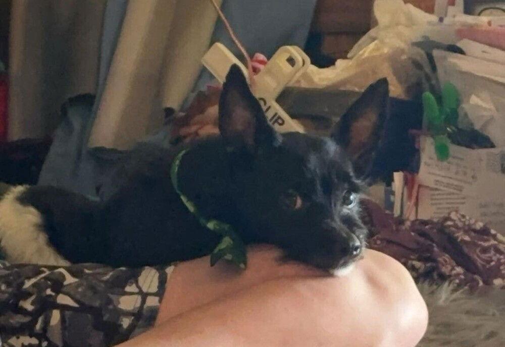 Andes ~, a Adoptable Terrier in Columbia, TN image 2/3