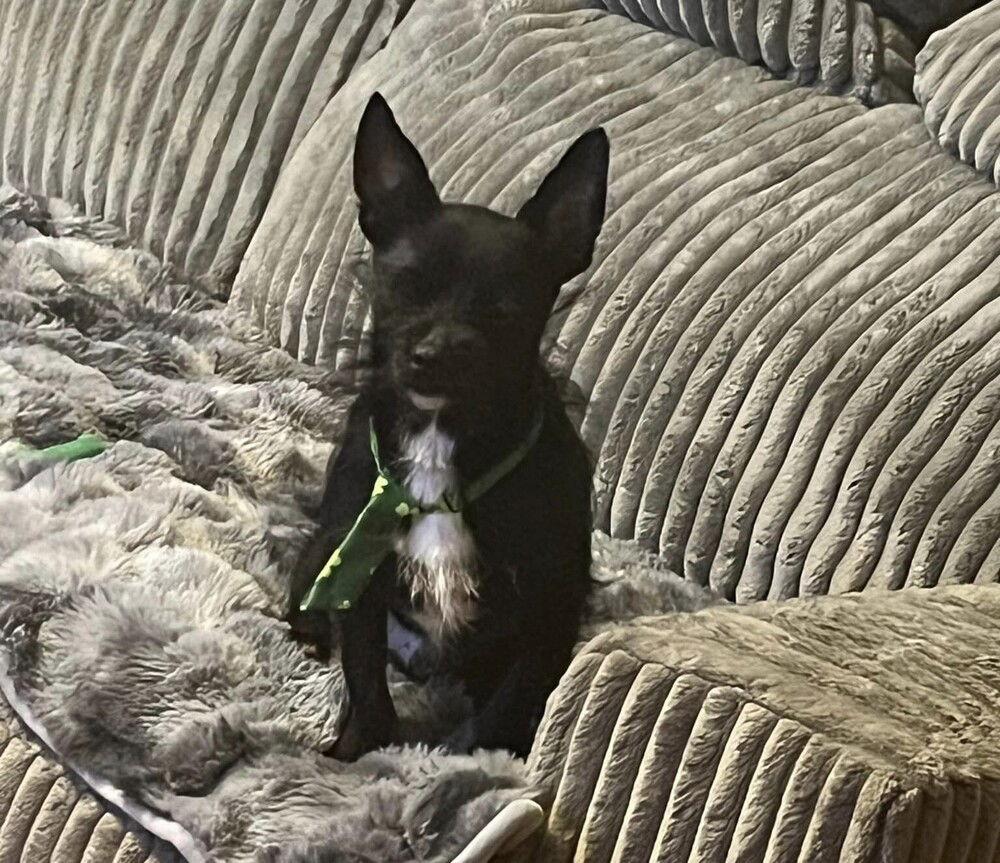 Andes ~, a Adoptable Terrier in Columbia, TN image 3/3