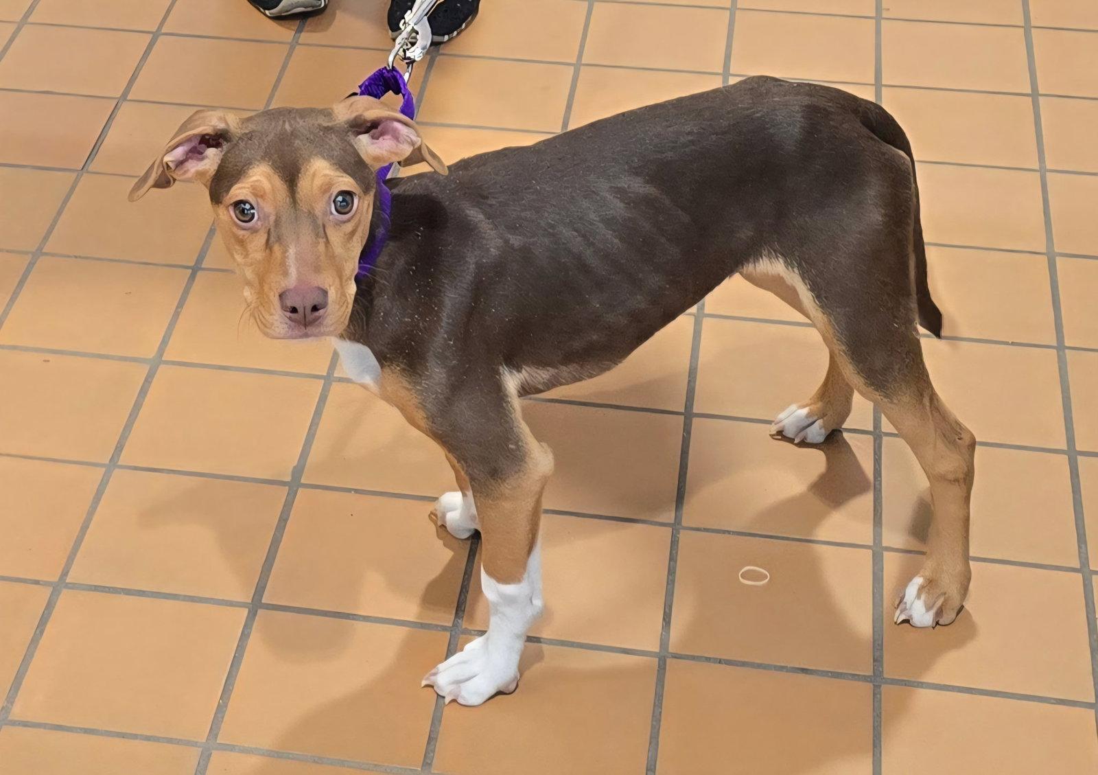 Sally Sue, Adoptable, Puppy Female Pit Bull Terrier.