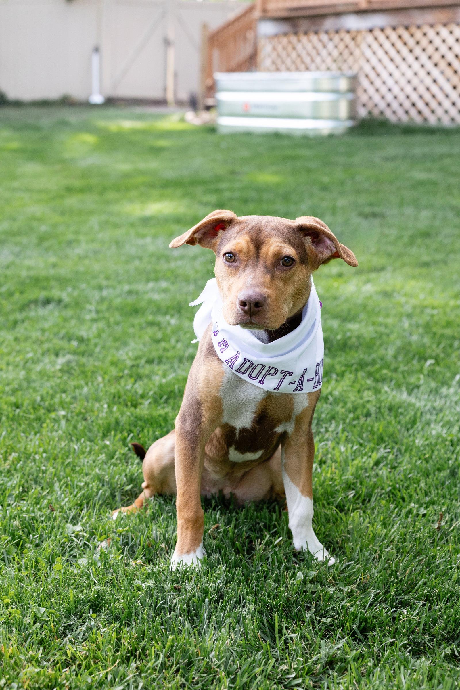 Sally Sue, Adoptable, Puppy Female Pit Bull Terrier.