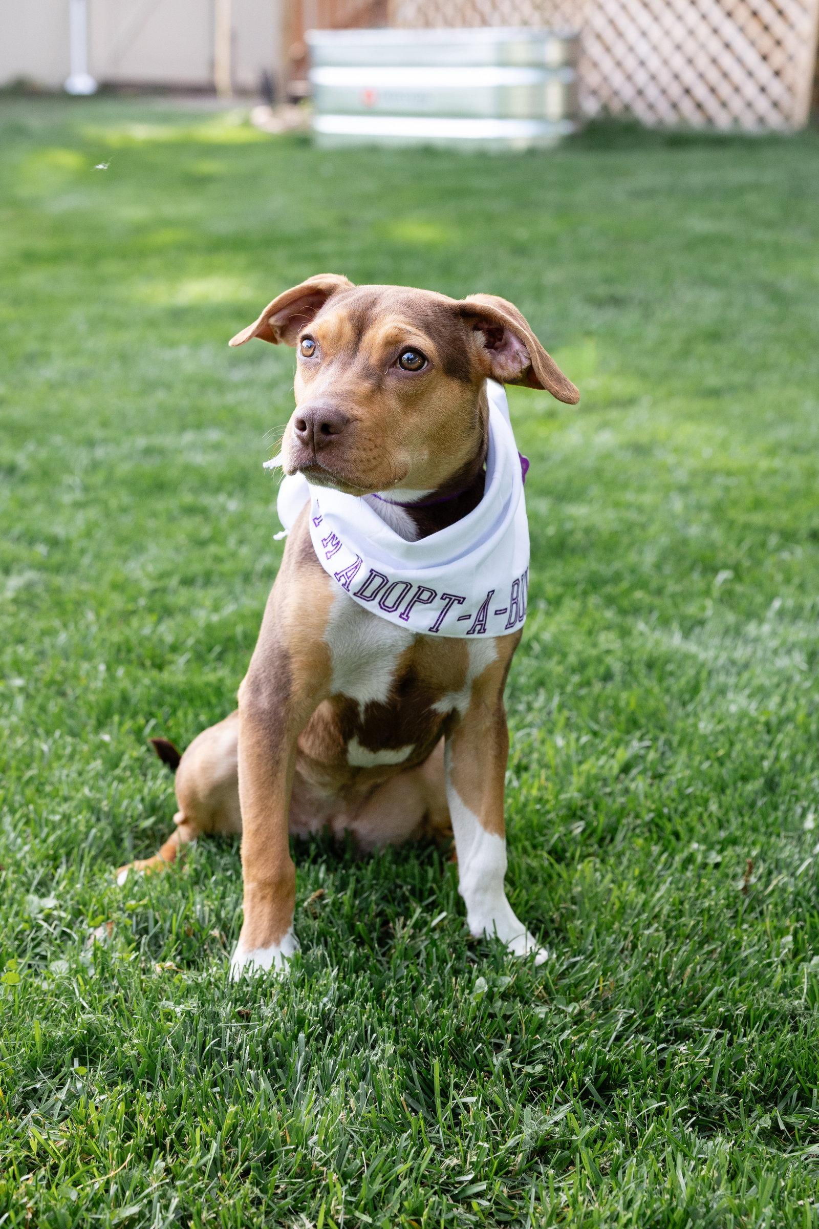 Enlarge Sally Sue, a Adoptable Pit Bull Terrier in Crete, IL image 2/3