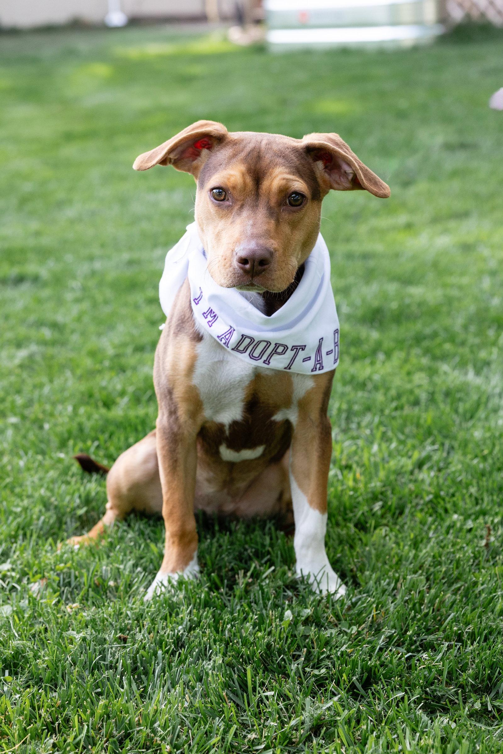 Enlarge Sally Sue, a Adoptable Pit Bull Terrier in Crete, IL image 3/3