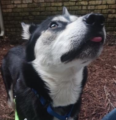 Miss Millie, a Adoptable Siberian Husky in Brattleboro, VT image 5/5