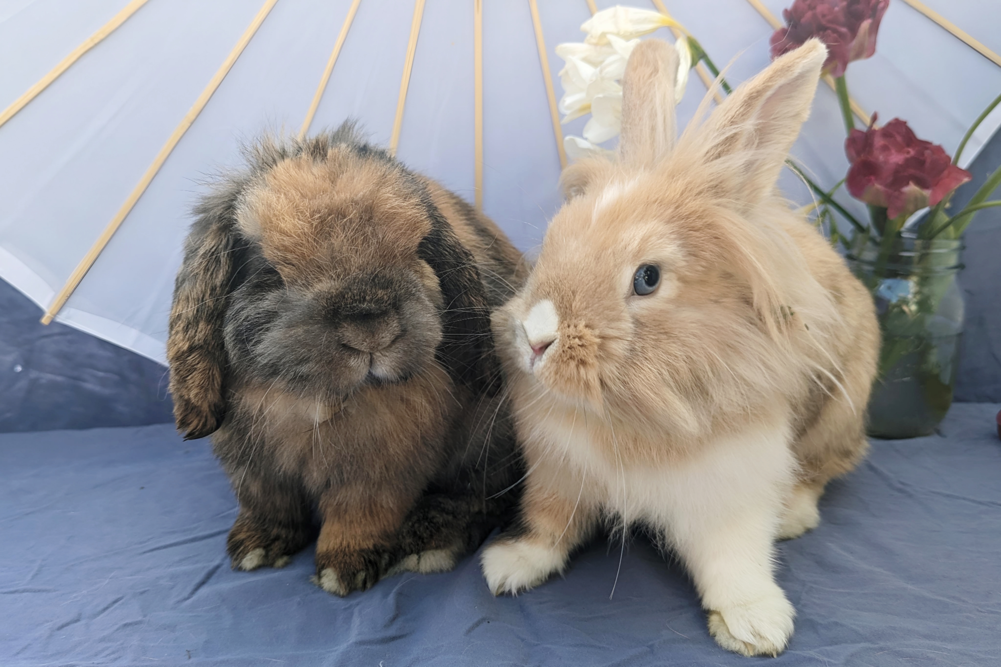 Brownie & Fuzzy 2