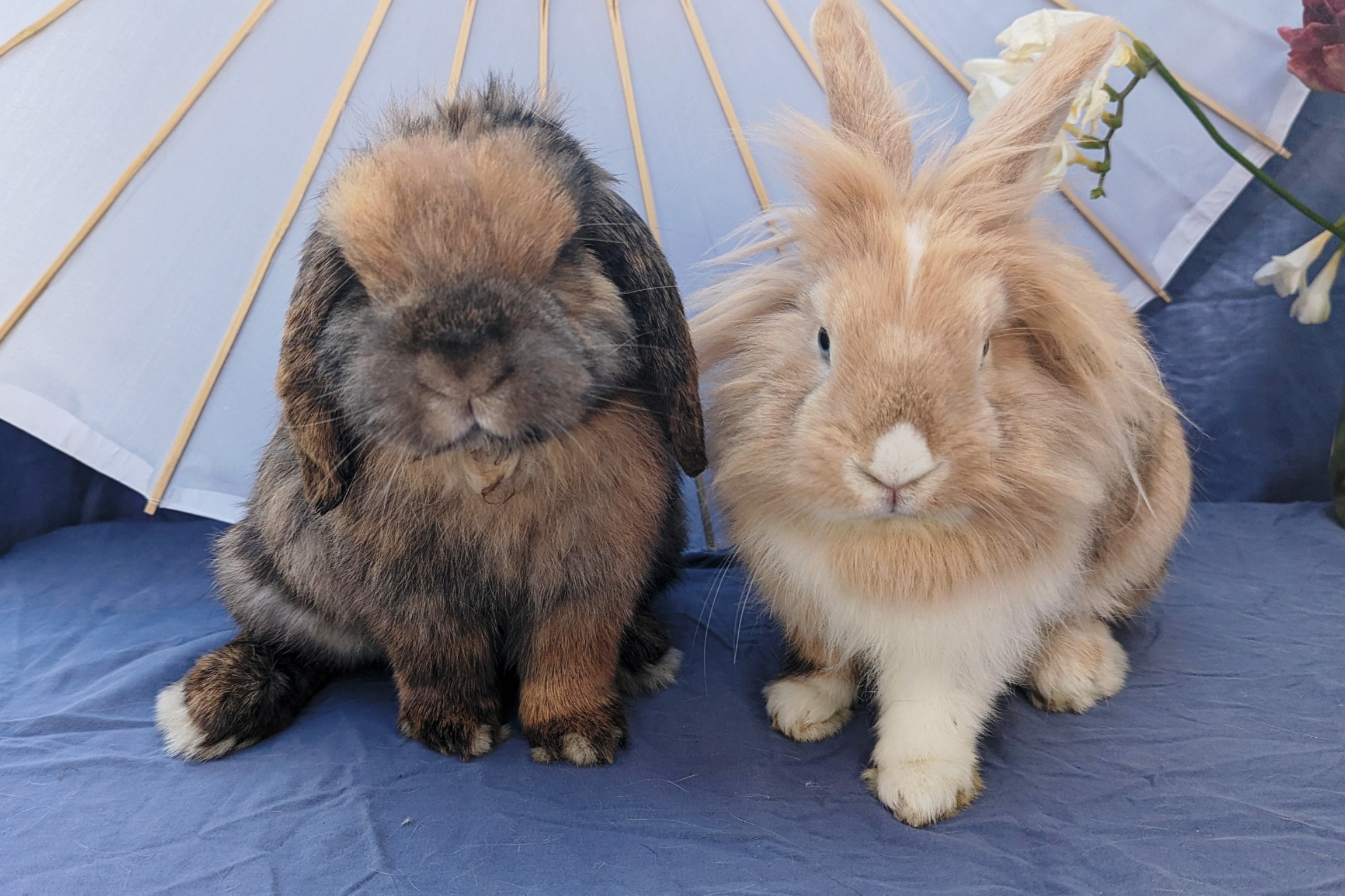 Brownie & Fuzzy