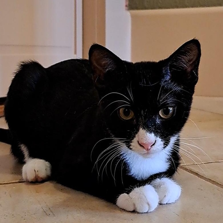 Moonseed, Adopted, Kitten Female Domestic Short Hair.