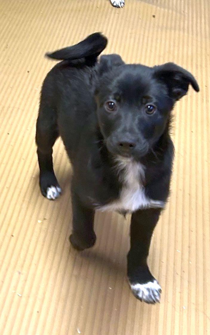 Enlarge ROCKY (ohiosdrescue@gmail.com), an adopted mixed breed in Elyria, OH image 1/5