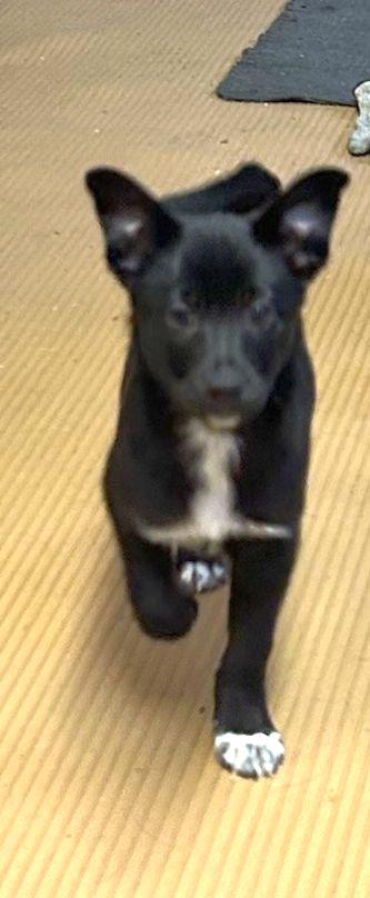 Enlarge ROCKY (ohiosdrescue@gmail.com), an adopted mixed breed in Elyria, OH image 5/5