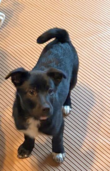 Enlarge ROCKY (ohiosdrescue@gmail.com), an adopted mixed breed in Elyria, OH image 2/5