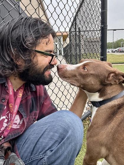 Boy, Adoptable, Adult Male Mixed Breed & Mixed Breed.