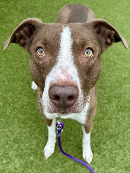 Boy, a Adoptable mixed breed in Wichita, KS image 2/3