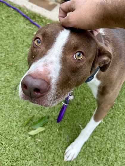Boy, a Adoptable mixed breed in Wichita, KS image 3/3