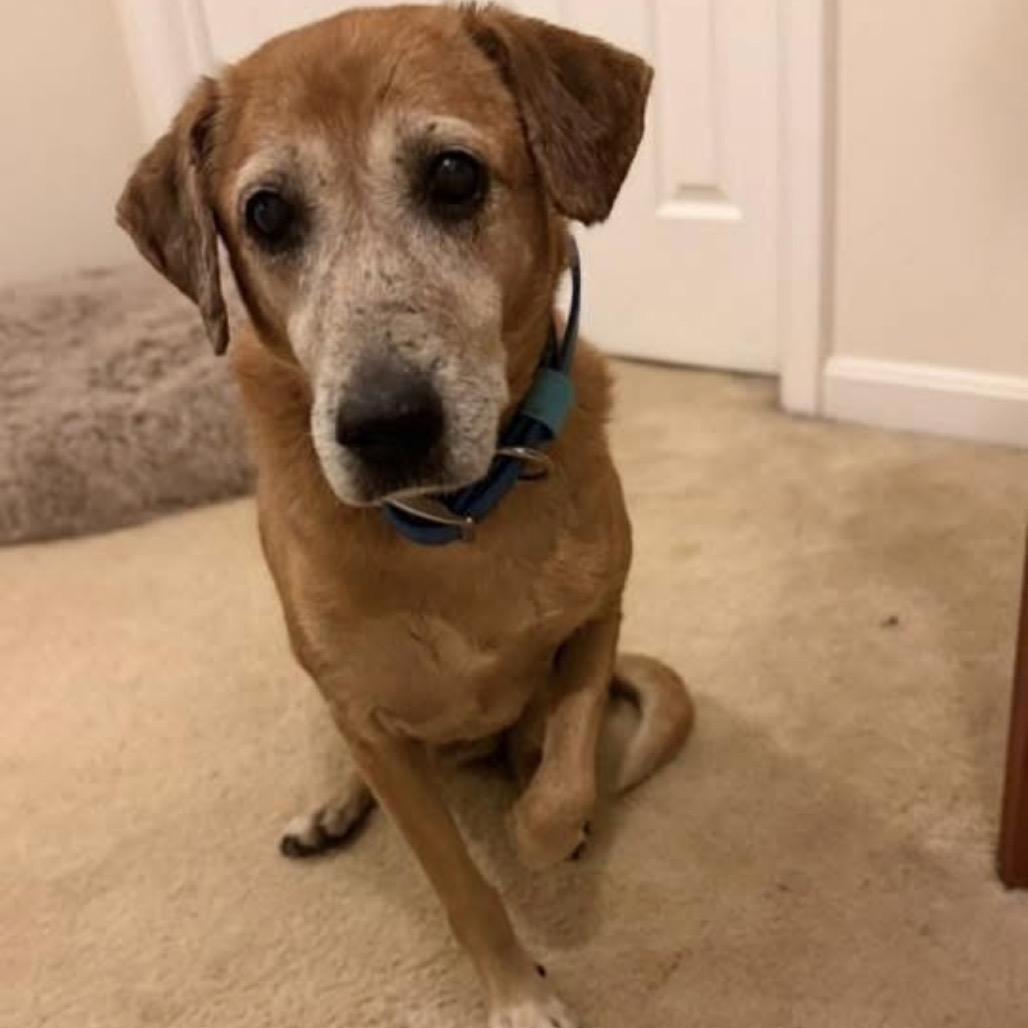 Dundee, Adoptable, Senior Male Yellow Labrador Retriever.
