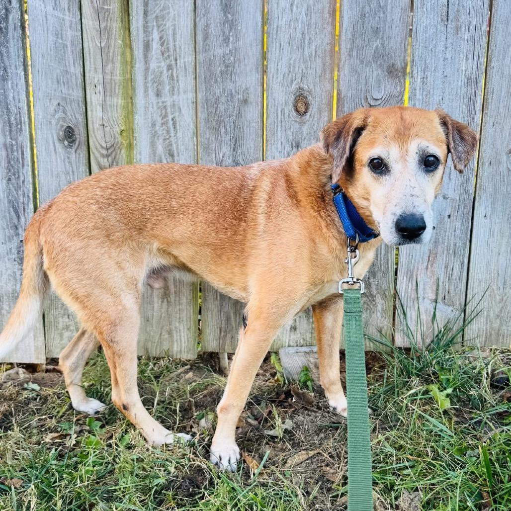 Dundee, Adoptable, Senior Male Yellow Labrador Retriever.