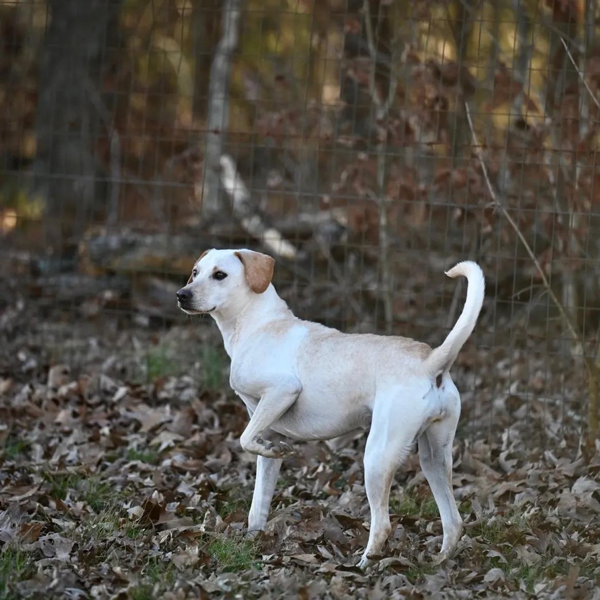 Enlarge Reegan - aka ReeRee, an adopted mixed breed in Boulder, CO image 3/6