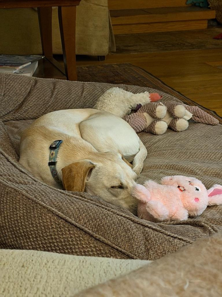 Enlarge Reegan - aka ReeRee, an adopted mixed breed in Boulder, CO image 5/6