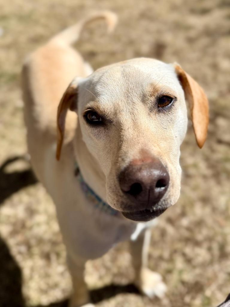 Enlarge Reegan - aka ReeRee, an adopted mixed breed in Boulder, CO image 6/6