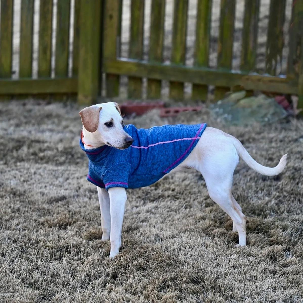 Enlarge Reegan - aka ReeRee, an adopted mixed breed in Boulder, CO image 4/6
