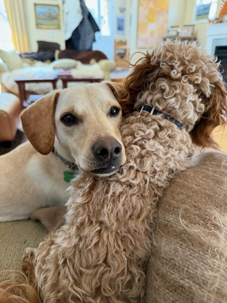 Enlarge Reegan - aka ReeRee, an adopted mixed breed in Boulder, CO image 2/6