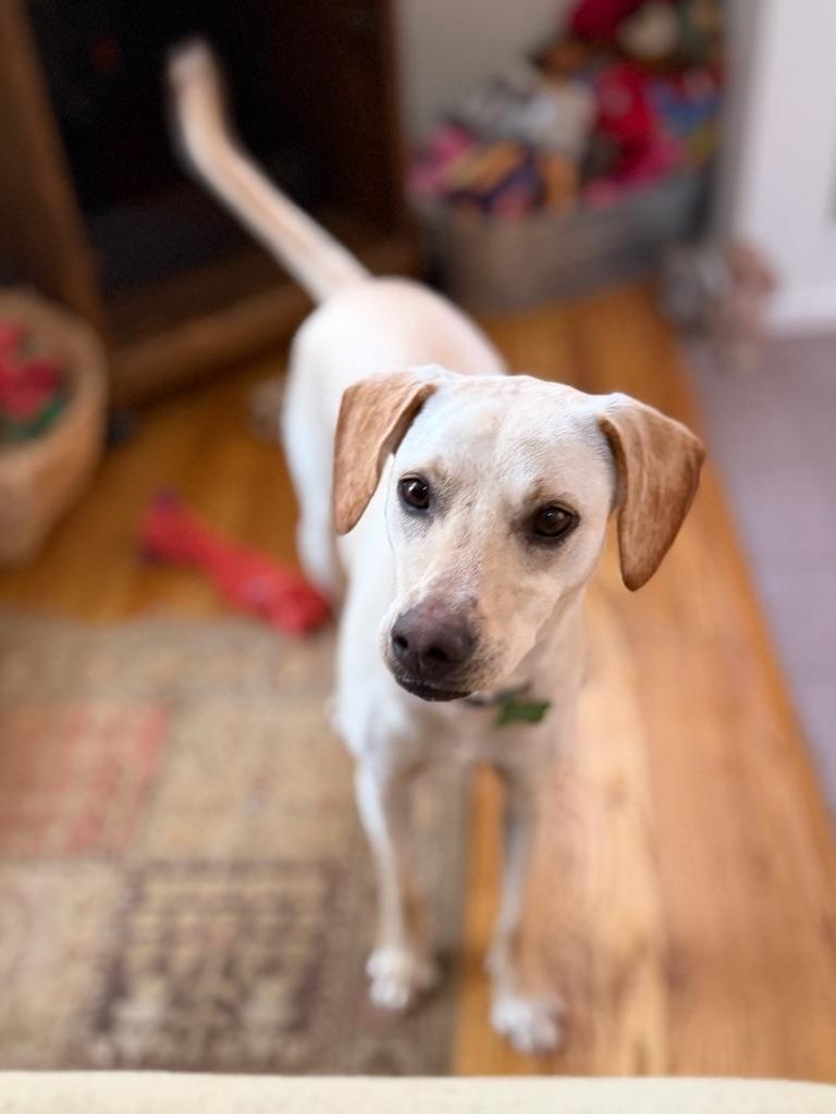 Reegan - aka ReeRee, adopted, Young Female Yellow Labrador Retriever & Whippet.