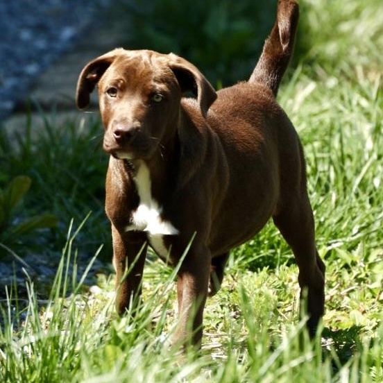 Ranch -Available! www.lhar.dog to apply!, adoptable, Puppy Male Labrador Retriever & Hound.