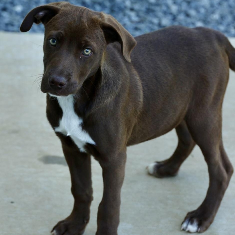 Enlarge Ranch -Available! www.lhar.dog to apply!, an adoptable mixed breed in Frederick, MD image 2/4