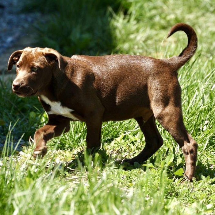 Enlarge Ranch -Available! www.lhar.dog to apply!, an adoptable mixed breed in Frederick, MD image 3/4