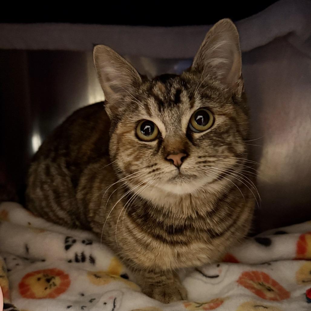 Dora, Adoptable, Kitten Female Domestic Short Hair.