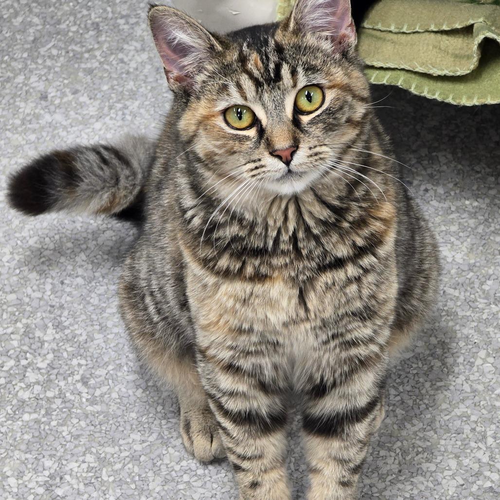 Dora, a Adoptable Domestic Short Hair in Fort Bragg, CA image 2/2