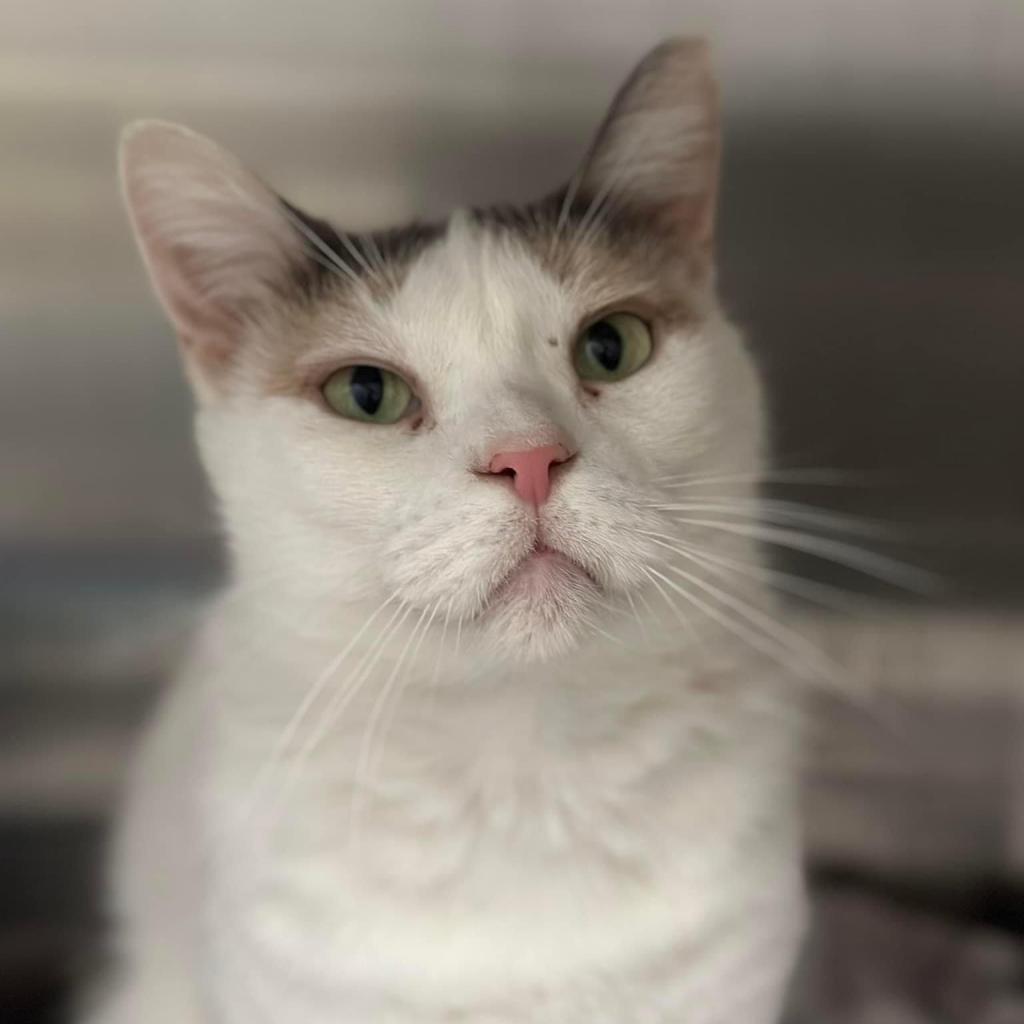 Enlarge Snowflake AKA Shannon, a Adoptable Domestic Short Hair in Allen, TX image 1/6