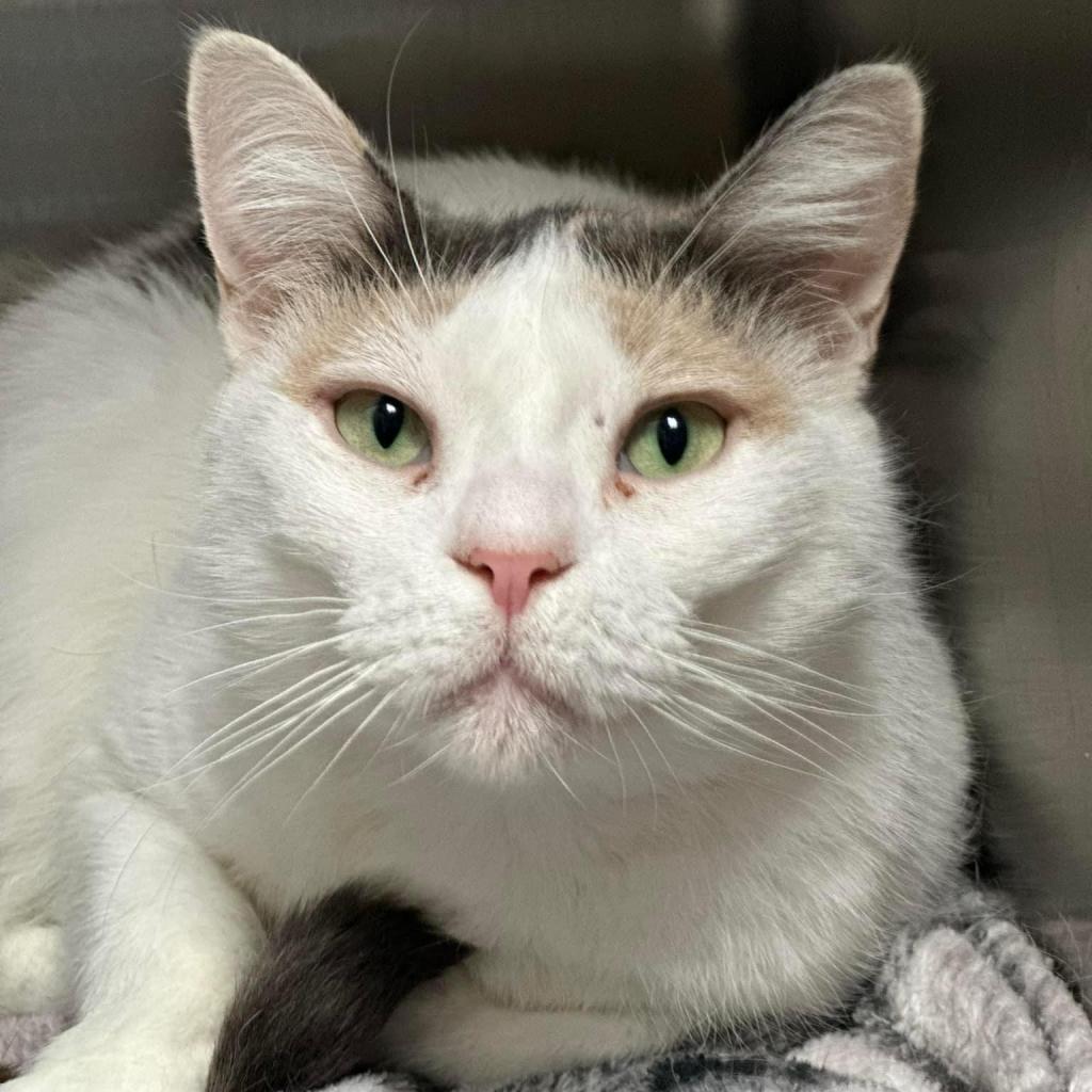 Enlarge Snowflake AKA Shannon, a Adoptable Domestic Short Hair in Allen, TX image 2/6