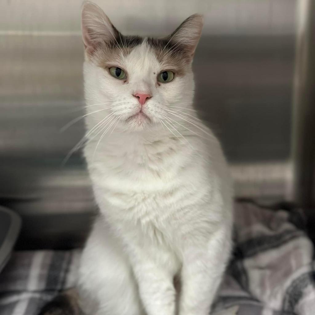 Enlarge Snowflake AKA Shannon, a Adoptable Domestic Short Hair in Allen, TX image 3/6