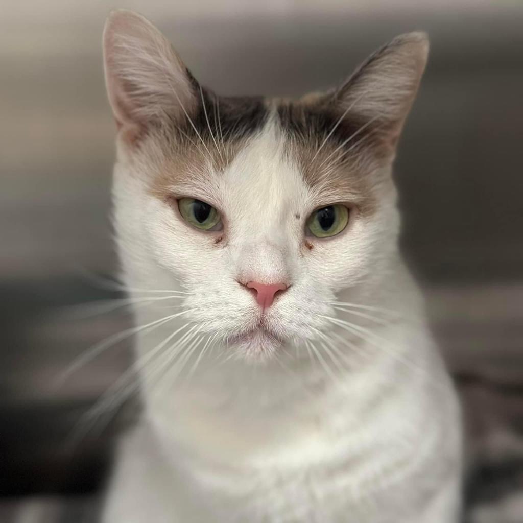 Enlarge Snowflake AKA Shannon, a Adoptable Domestic Short Hair in Allen, TX image 4/6