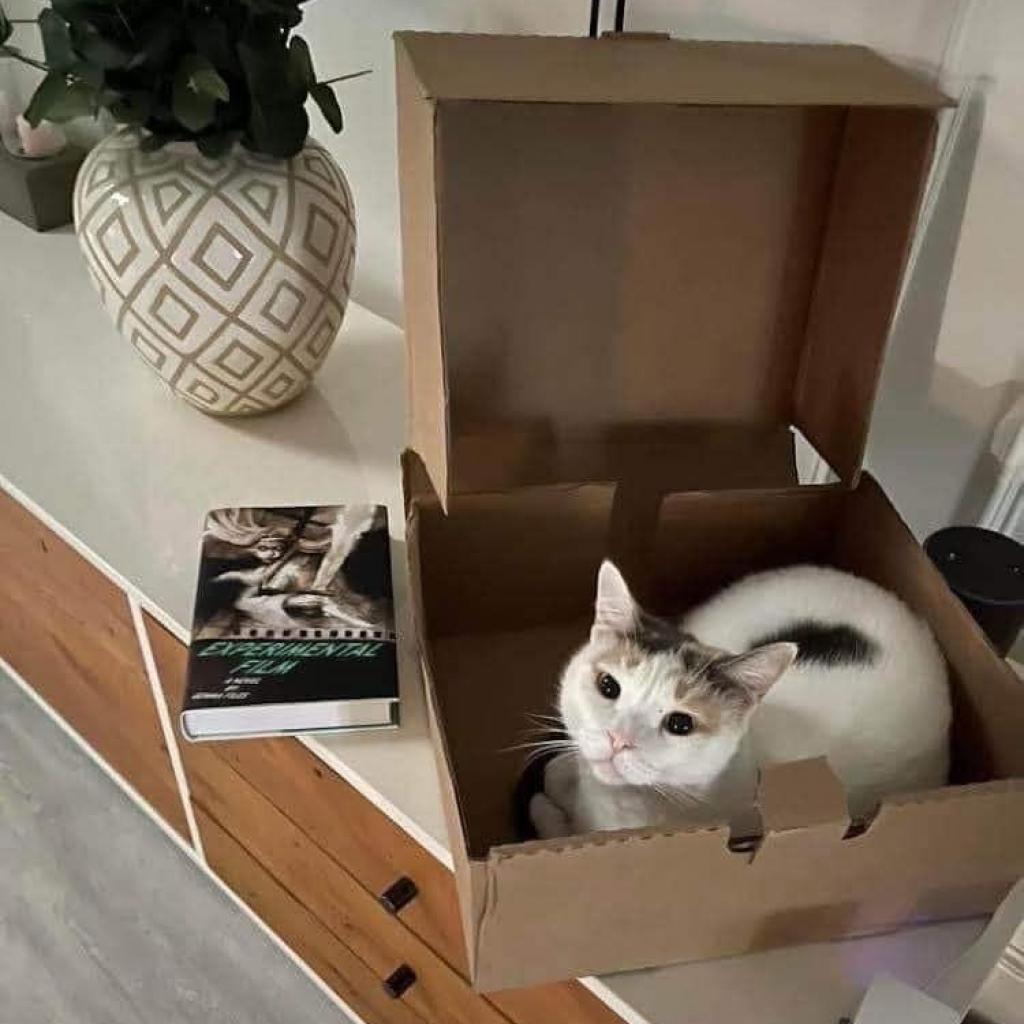 Enlarge Snowflake AKA Shannon, a Adoptable Domestic Short Hair in Allen, TX image 5/6